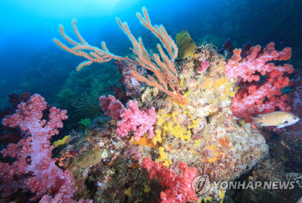 韓濟州西歸浦文島海底“這有全球最大軟珊瑚群”【9】