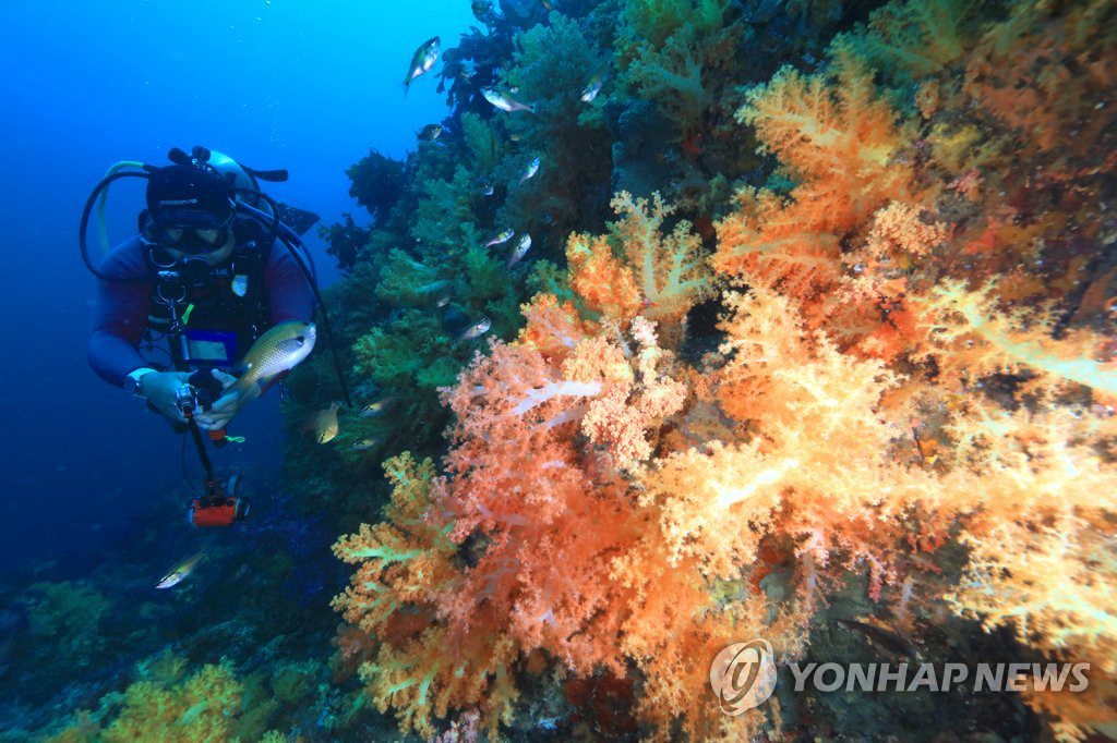 潛水員從軟珊瑚群旁邊游過去。