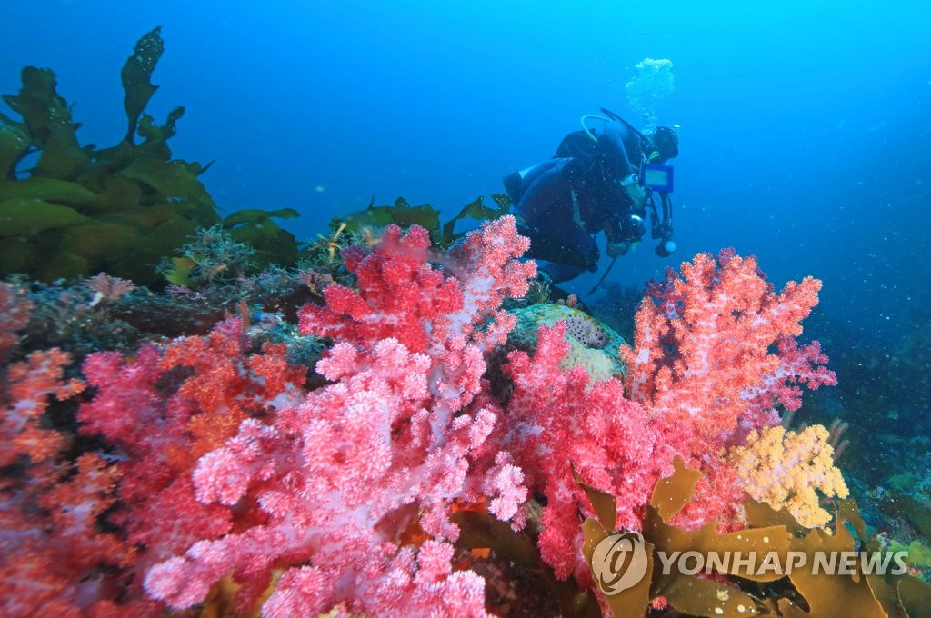 潛水員從軟珊瑚群旁邊游過去。