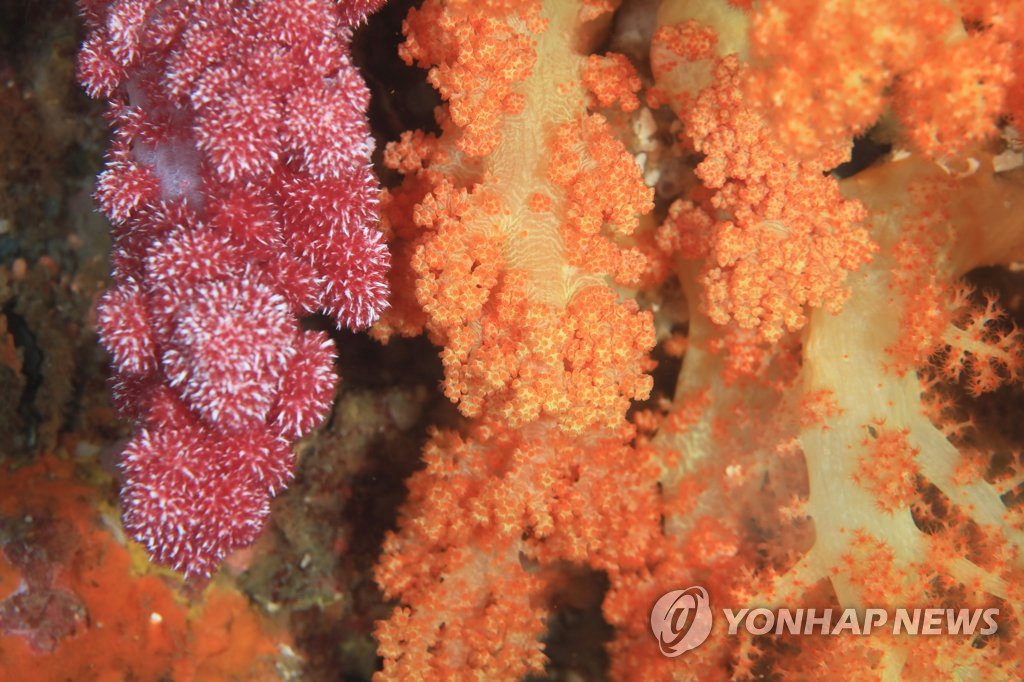 韓濟州西歸浦文島海底“這有全球最大軟珊瑚群”【11】