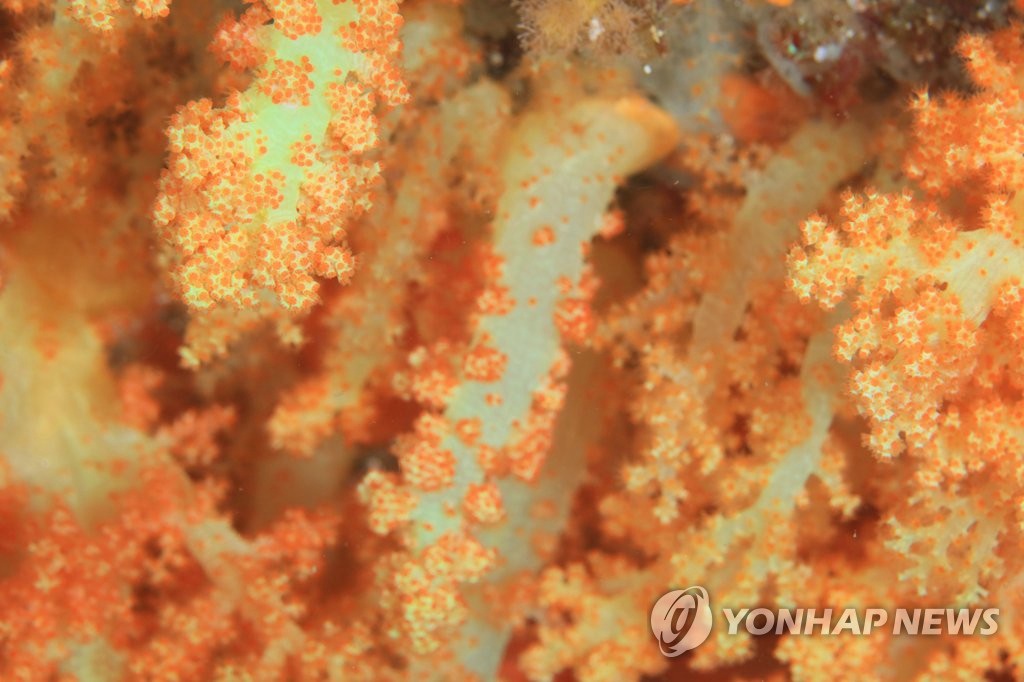 韓濟州西歸浦文島海底“這有全球最大軟珊瑚群”【4】