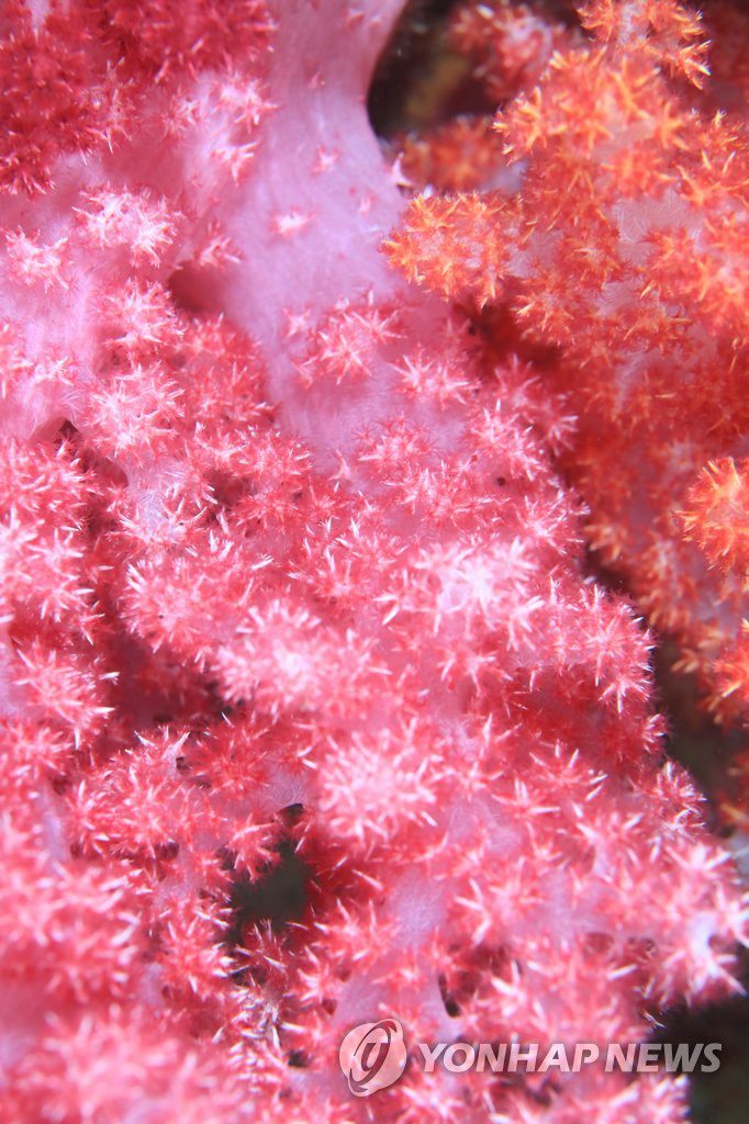 韓濟州西歸浦文島海底“這有全球最大軟珊瑚群”【13】