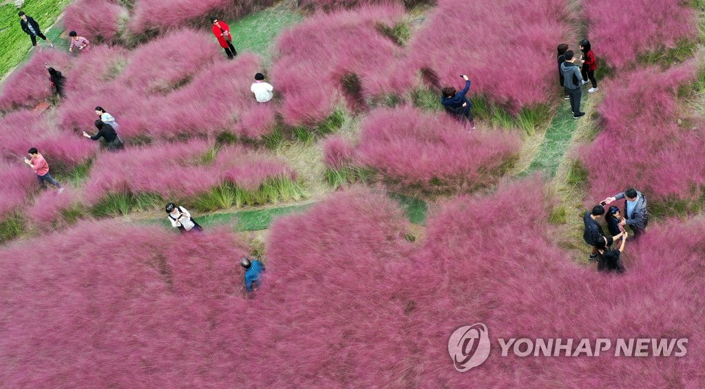 【組圖】邂逅韓國十月秋景 徜徉粉紅芒草海洋【2】