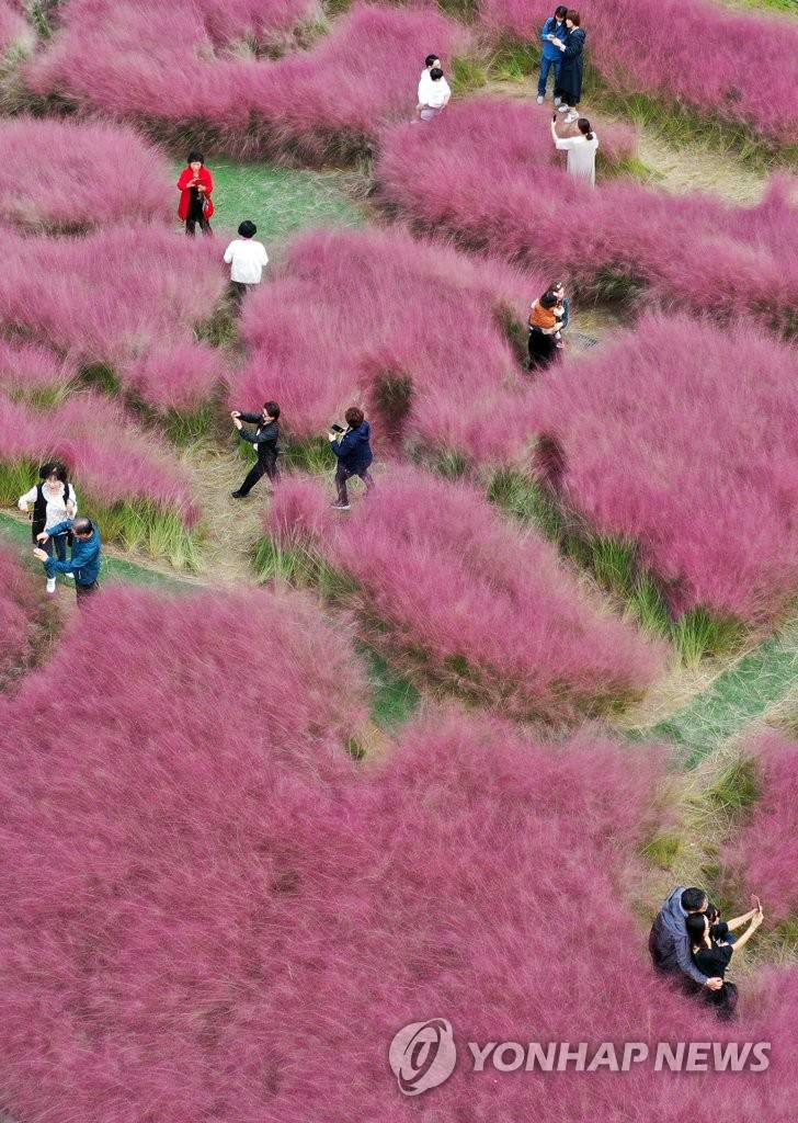 【組圖】邂逅韓國十月秋景 徜徉粉紅芒草海洋