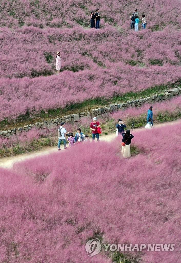 【組圖】邂逅韓國十月秋景 徜徉粉紅芒草海洋【3】