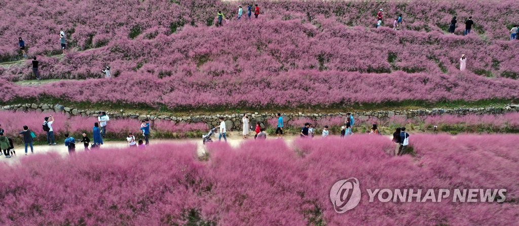 【組圖】邂逅韓國十月秋景 徜徉粉紅芒草海洋【4】