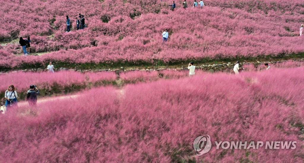 【組圖】邂逅韓國十月秋景 徜徉粉紅芒草海洋【5】