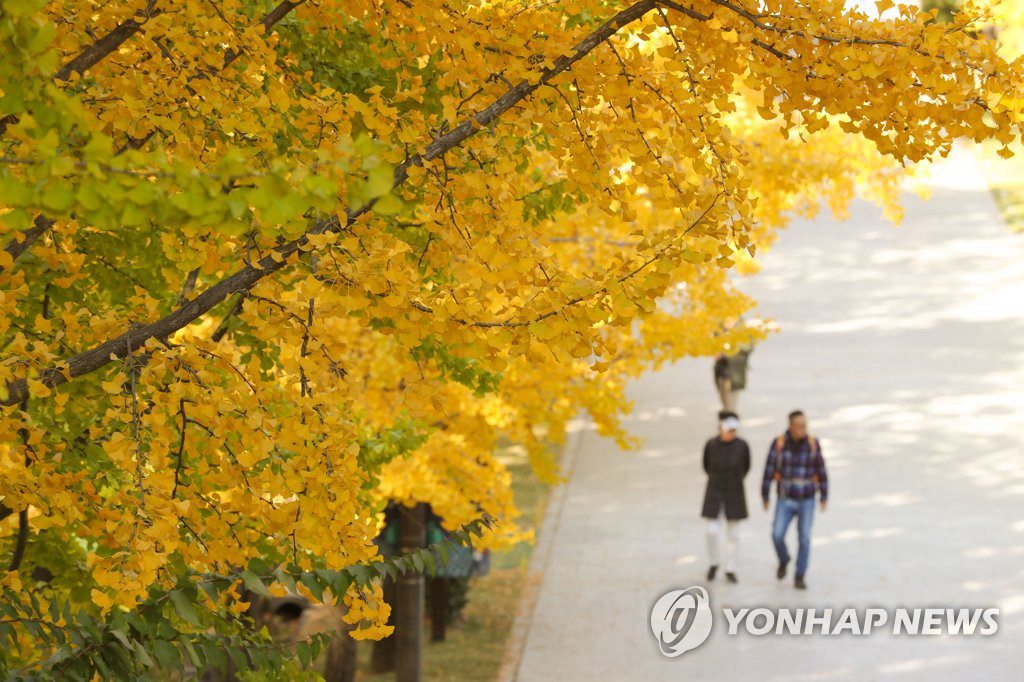 4日在首爾城東區首爾林，大片黃色銀杏葉映入眼前。 
