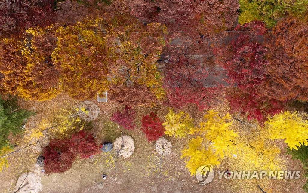 3日下午在江原道孔之川游園區，韓國市民在楓葉林裡賞秋。