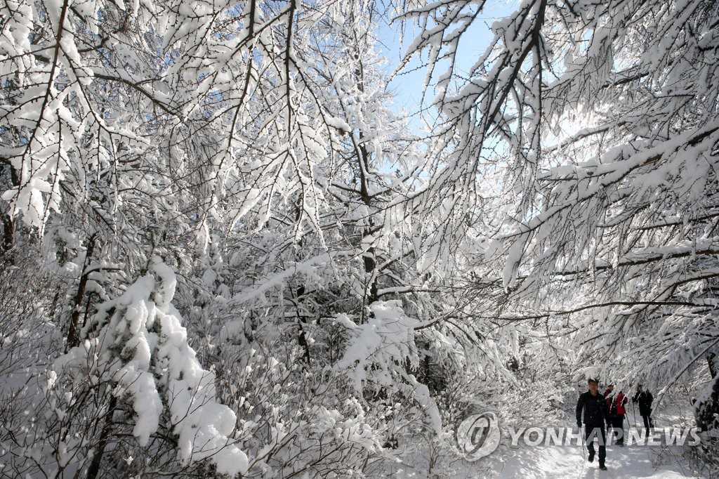 現實版“冰雪奇緣”在韓國江原道大關嶺上演【組圖】【8】