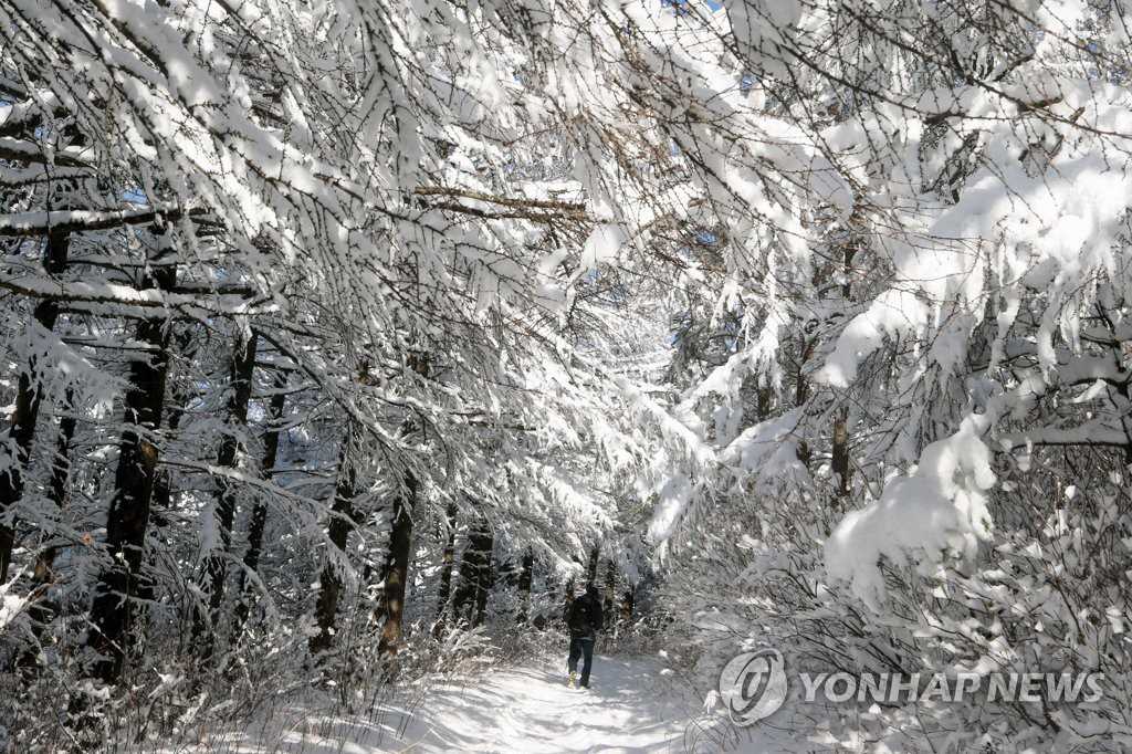 現實版“冰雪奇緣”在韓國江原道大關嶺上演【組圖】【5】