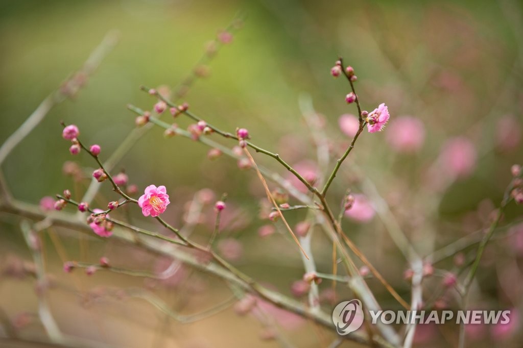 1月7日，济州道一家生态疗养地的红梅盛开。正常来讲，梅花到2月中旬才会绽放。（图片来源：韩联社）