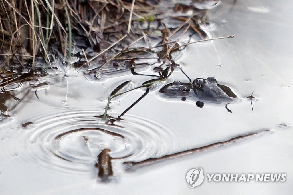 2月3日，在光州北區石谷洞花岩村無等山腳下的溪谷，山蛙正在交配。因為今年天氣比往年溫暖，山蛙提前從冬眠中醒來，並開始產卵。