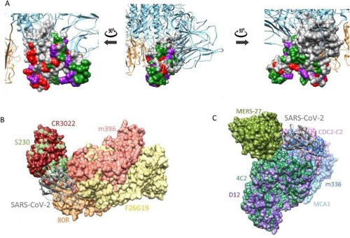 圖片上方為新冠病毒的刺突蛋白結構，下方左側和右側分別是非典（SARS）和中東呼吸綜合征（MERS）的刺突蛋白結構 韓聯社/韓國化學研究院供圖