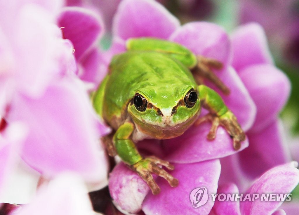 4日下午，驚蟄前夕，在京畿道華城市京畿道農業技術院昆虫資源中心，一隻青蛙爬上了蝴蝶蘭。