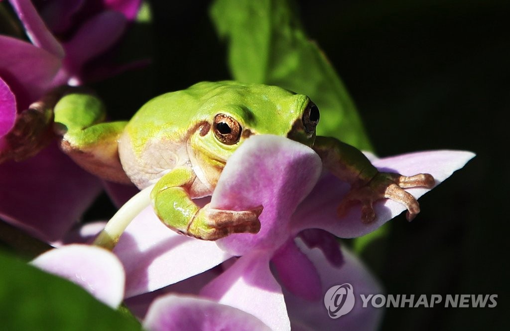 4日下午，驚蟄前夕，在京畿道華城市京畿道農業技術院昆虫資源中心，一隻青蛙爬上蝴蝶蘭藏起臉。
