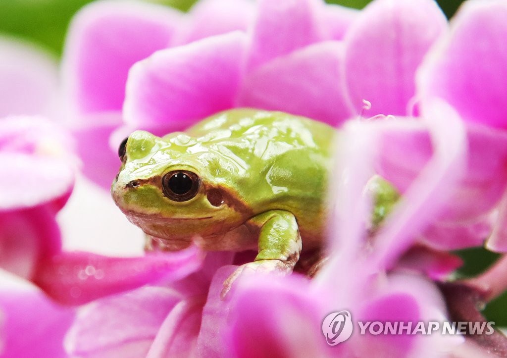 4日下午，驚蟄前夕，在京畿道華城市京畿道農業技術院昆虫資源中心，一隻青蛙爬上了蝴蝶蘭。