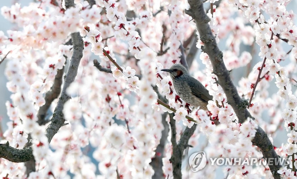 4日上午，驚蟄前夕，慶南地方警察廳花壇的梅花樹上，一隻栗耳短腳鵯正在休息。