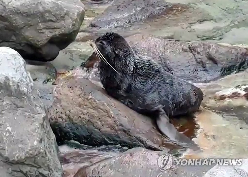 韓國郁陵島發現野生海狗 模樣憨態可掬【組圖】【2】