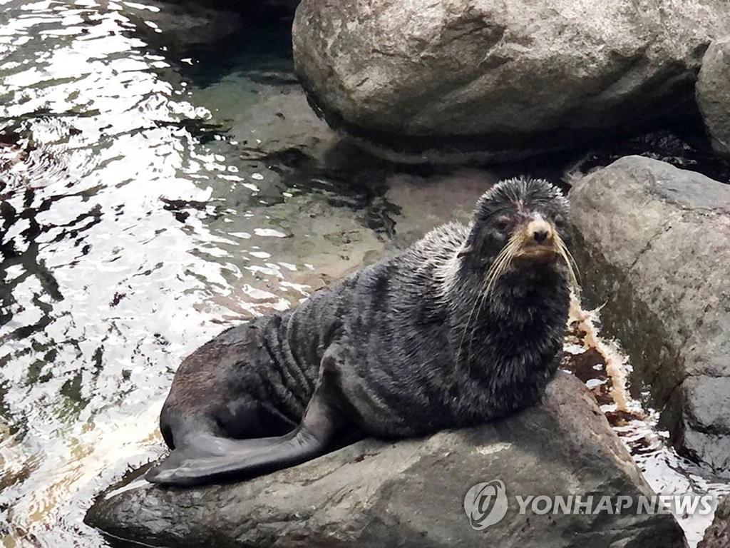 韓國郁陵島發現野生海狗 模樣憨態可掬【組圖】