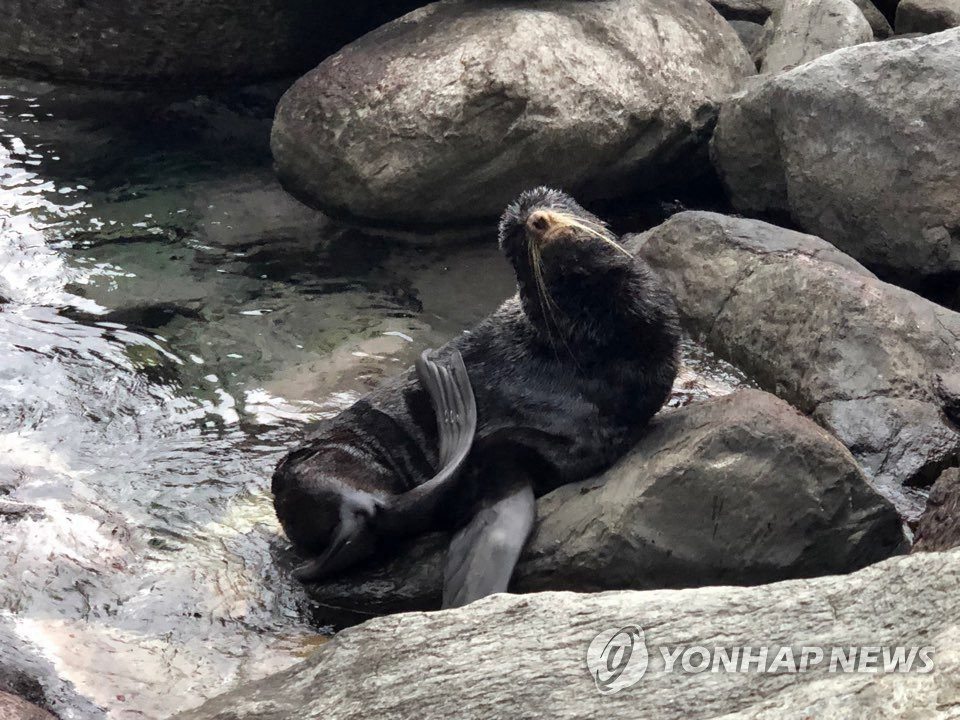 韓國郁陵島發現野生海狗 模樣憨態可掬【組圖】【3】