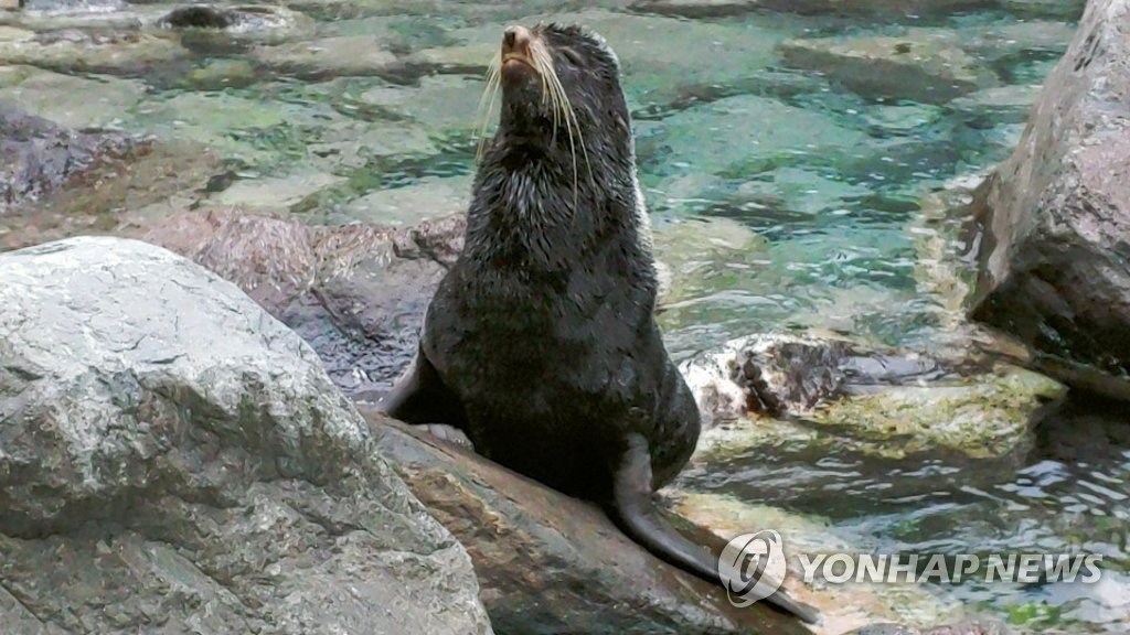 韓國郁陵島發現野生海狗 模樣憨態可掬【組圖】【5】