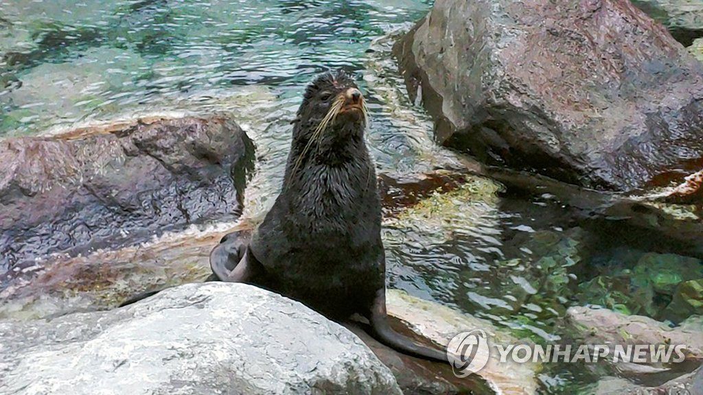 韓國郁陵島發現野生海狗 模樣憨態可掬【組圖】【4】