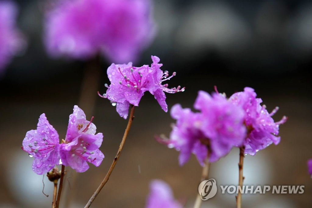 10日上午，春雨過后的光州西無覺寺盛開的金達萊花被春雨打濕，花朵上雨滴閃爍。