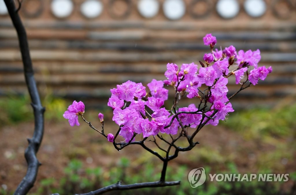 10日上午，春雨過后的光州西區無覺寺盛開的金達萊花被春雨打濕，花朵上雨滴閃爍。