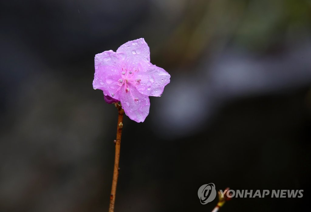 10日上午，春雨過后的光州西區無覺寺盛開的金達萊花被春雨打濕。