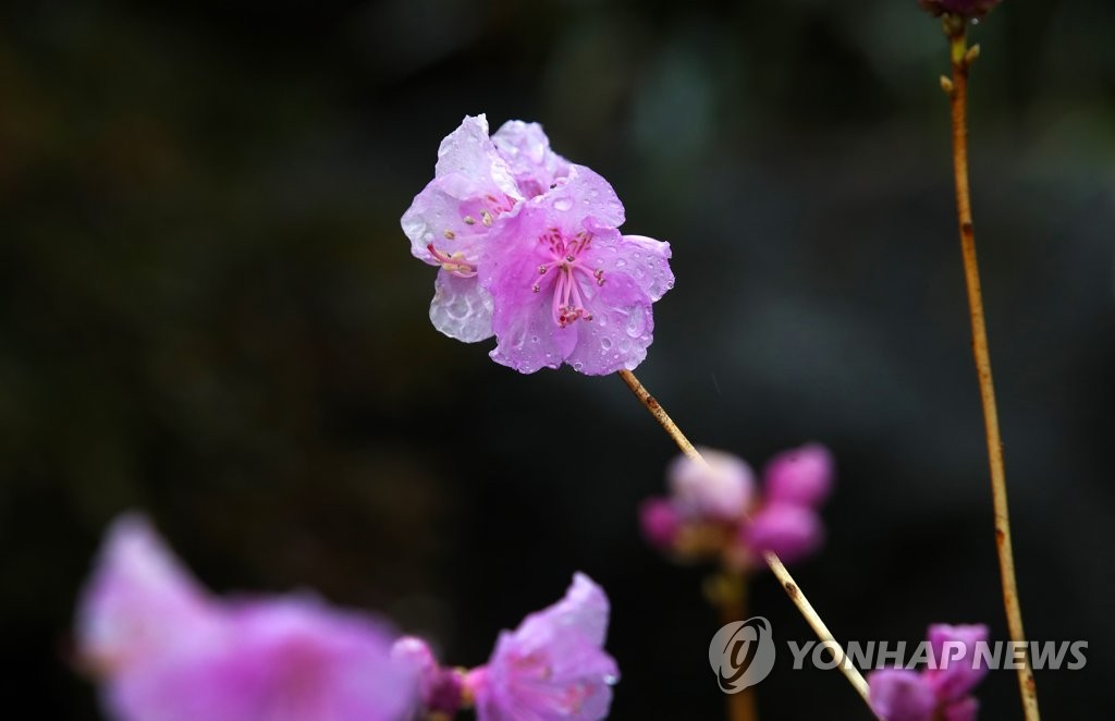 10日上午，春雨過后的光州西區無覺寺盛開的金達萊花被春雨打濕。