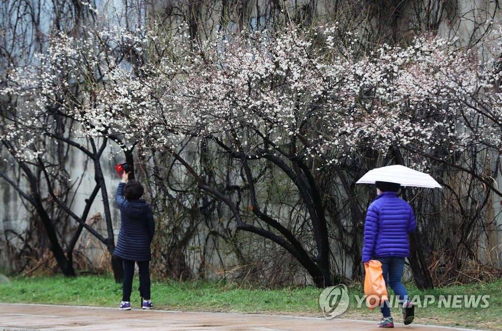 10日上午，春雨過后的首爾城東區龍踏洞河東梅實街，市民們正在花蕾綻放的梅花樹下散步。