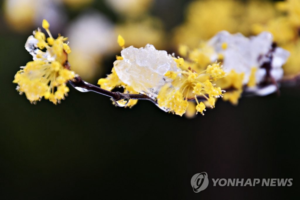 16日，江原三陟市竹西樓前盛開的黃色春花上落滿了白雪。
