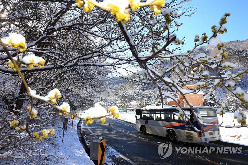 16日上午，江原襄陽郡西面五色裡寒溪嶺路邊，生姜樹花沾著落雪。
