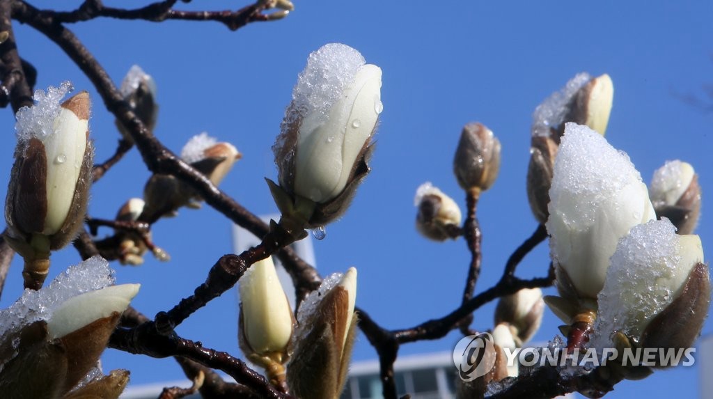 16日，在江原江陵市一公園內，朵朵木蓮花上沾著白雪。
