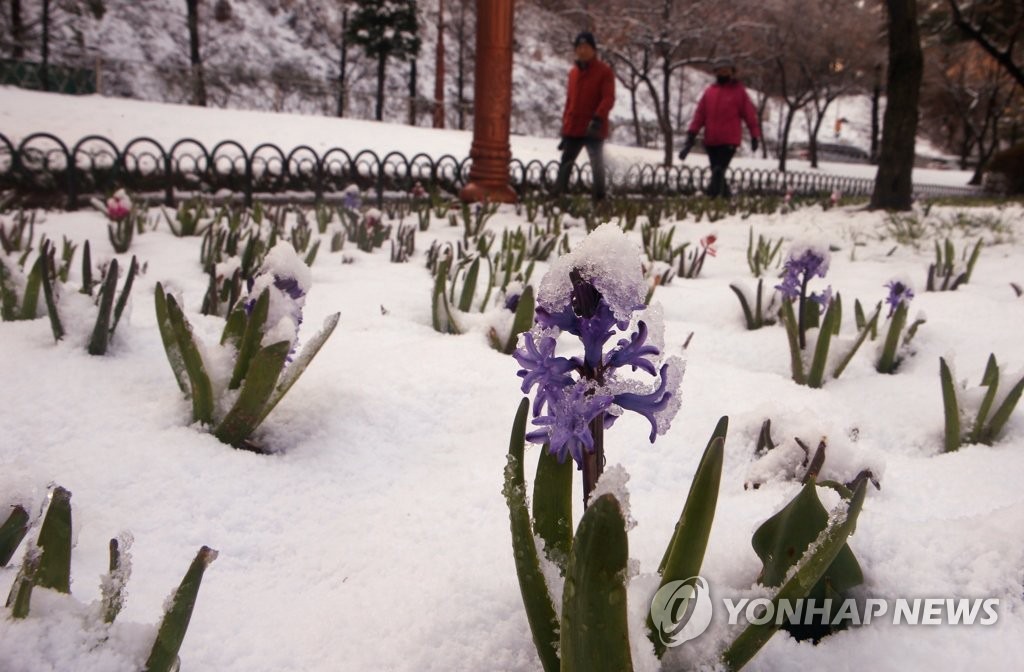  16日上午，江原江陵市一公園內落滿了雪。