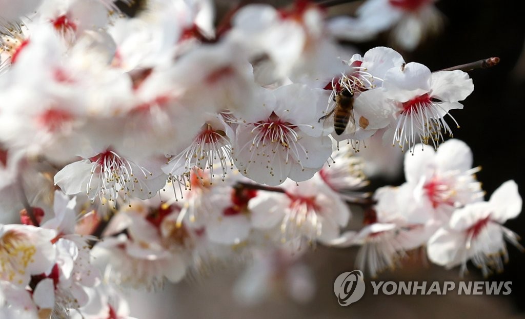 17日，在光州北區梅谷洞的大街上，蜜蜂在梅花間飛舞。
