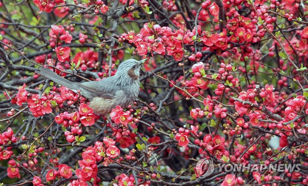 17日下午，在江原江陵市烏竹軒，栗耳鵯在採食海棠花。