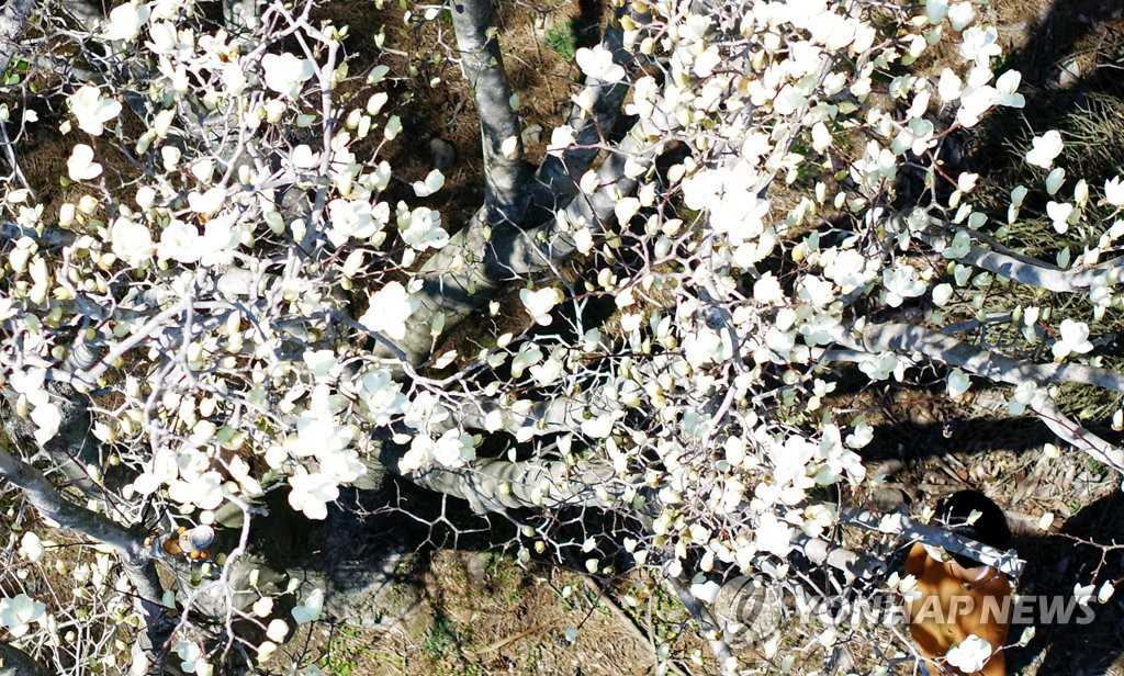 17日上午，在濟州西歸浦市上孝洞善德寺內，盛開的木蓮花吸引了人們的視線。