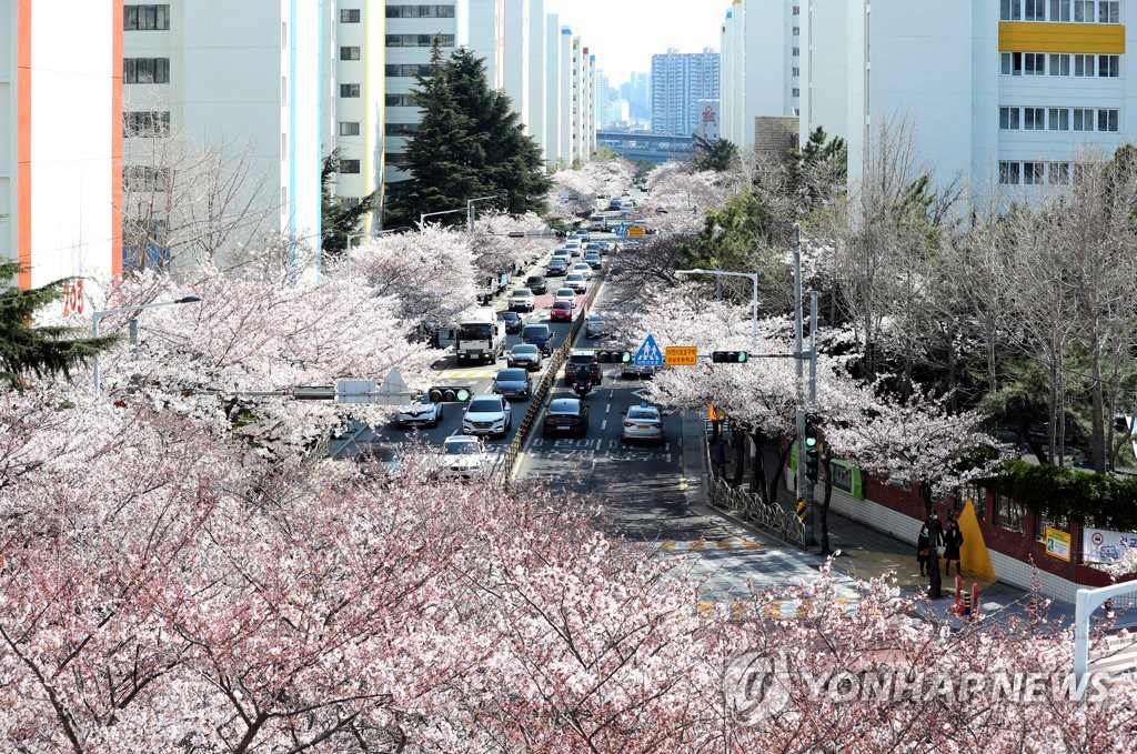 韓國釜山櫻花進入盛放期 春意盎然煥發勃勃生機【組圖】【3】