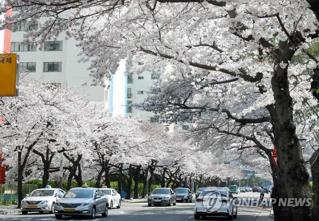 韓國釜山櫻花進入盛放期 春意盎然煥發勃勃生機【組圖】
