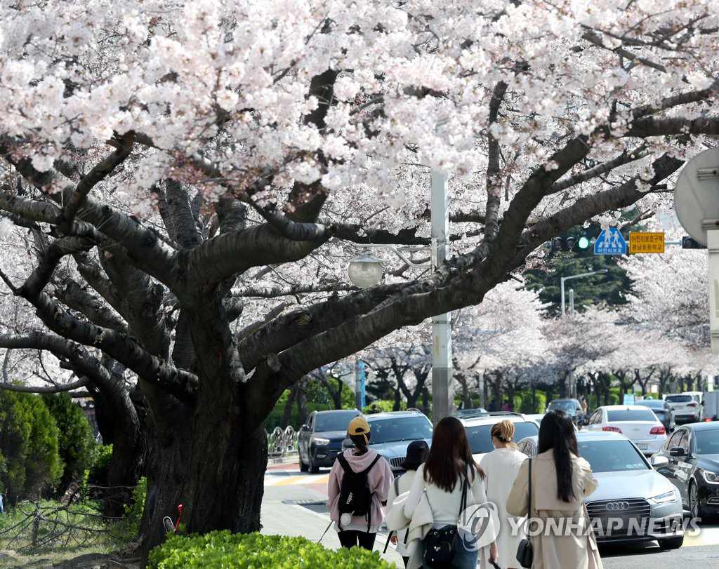 韓國釜山櫻花進入盛放期 春意盎然煥發勃勃生機【組圖】【2】