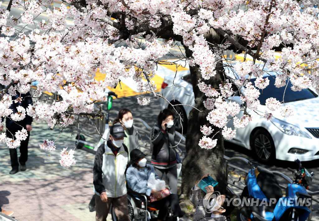 韓國釜山櫻花進入盛放期 春意盎然煥發勃勃生機【組圖】【6】