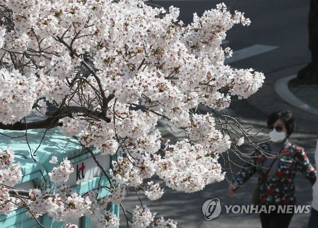 韓國釜山櫻花進入盛放期 春意盎然煥發勃勃生機【組圖】【5】
