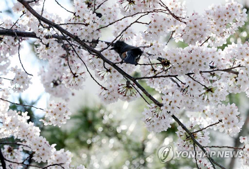 韓國釜山櫻花進入盛放期 春意盎然煥發勃勃生機【組圖】【4】