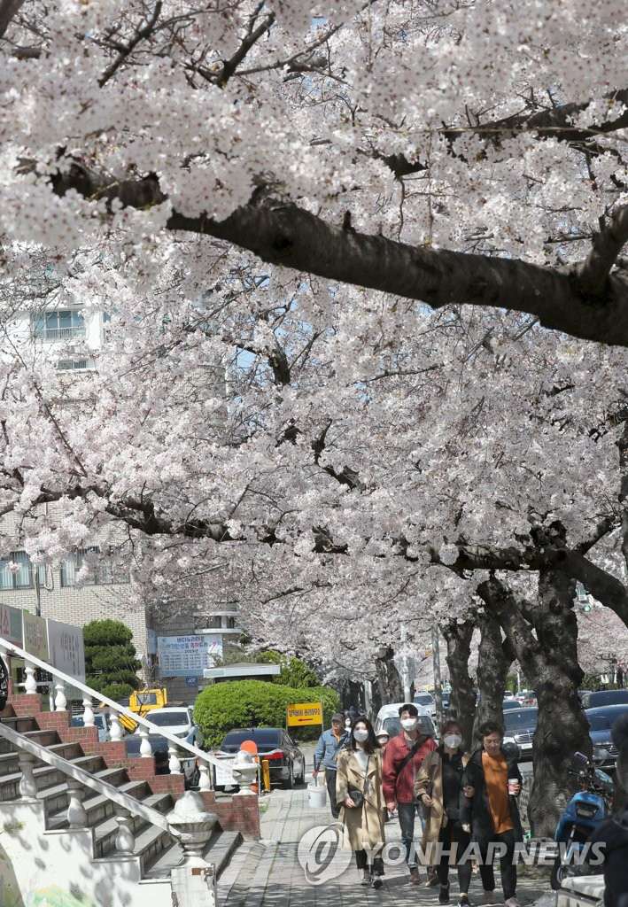 韓國釜山櫻花進入盛放期 春意盎然煥發勃勃生機【組圖】【7】