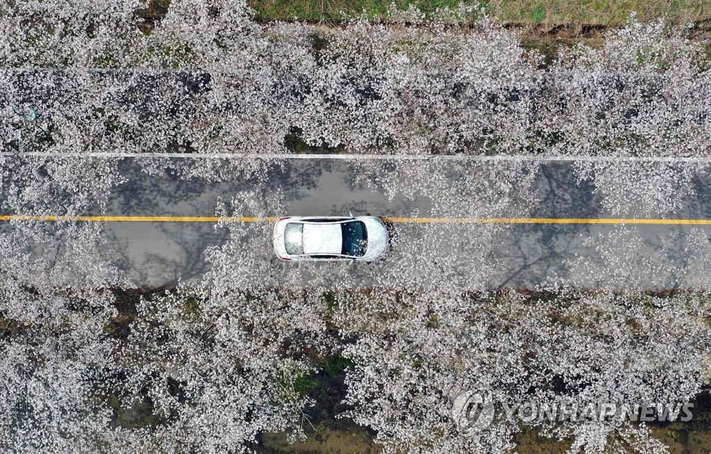 3月31日上午，在全羅南道寶城郡大元寺櫻花樹公路上，游客們在車內享受繽紛綻放的櫻花。