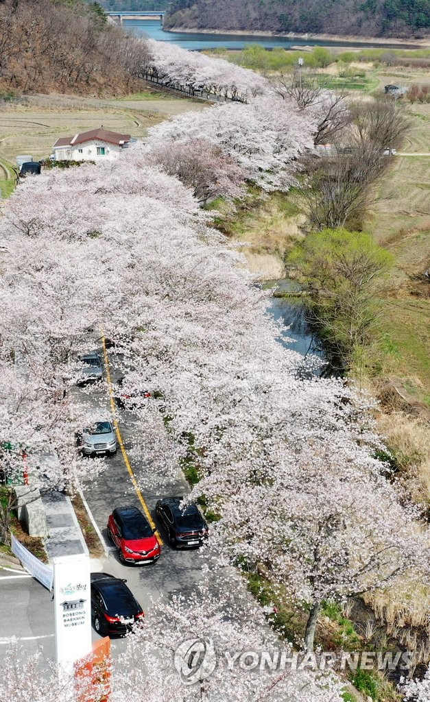 3月31日上午，全羅南道寶城郡大元寺櫻花樹公路兩邊櫻花盛開，形成一條美麗的“櫻花帶”。