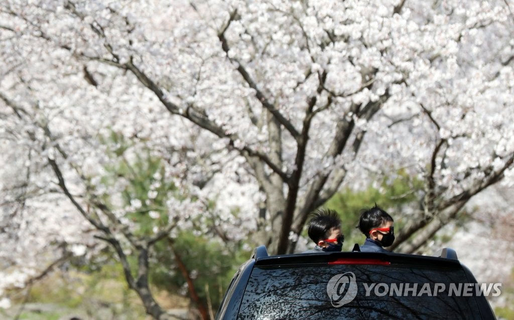 3月31日上午，在全羅南道寶城郡大院寺櫻花樹公路，游客從車內天窗露出腦袋觀看櫻花。