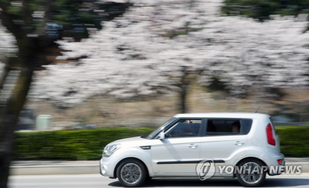 3月31日，賞花的游客開車經過江原江陵市鏡浦湖櫻花路。